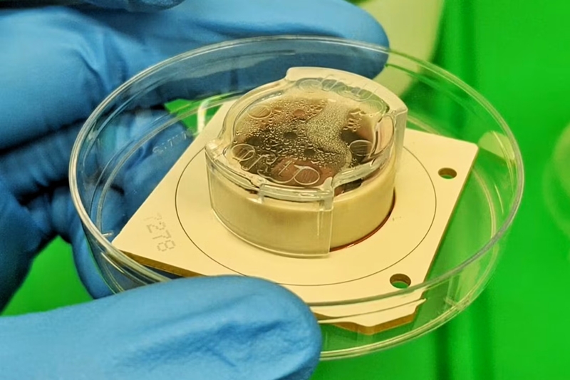 호주 바이오기업 ‘코티컬랩스’와 모나시대학교 연구진은  2022년 세포배양접시에 인간의 뇌 신경 오가노이드  ‘디시브레인(DishBrain)’을 배양했다./ 코티컬랩스