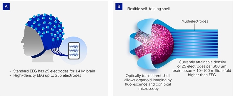 그림(A)는 오가노이드와 컴퓨터를 연결한 MEA 인터페이스로 연결한 모식도. 인간 뇌에서 발생하는 생리학적 전기 신호를 기록·수집한다. 그림(B)는 뇌 오가노이드 구조 3D 구조 모식도./ Frontiers in Science