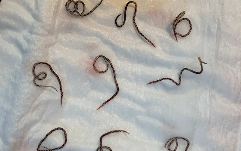 호주 시드니대학교 수의학과 연구팀에 따르면 5년간 기록된 폭우 후 2개월에서 10개월 사이, 쥐 폐선충 발병 데이터를 분석했다. 그 결과, 2022년 32건으로 가장 많은 쥐폐선충 감염 사례가 발생함을 확인했다. 이 당시 호주는 라니냐(기후변화로 서태평양의 수온이 상승하면서 동태평양의 수온이 낮아지는 현상)가 발생, 강우량이 급증한 해였다./ 사진=The journal of infectious diseases