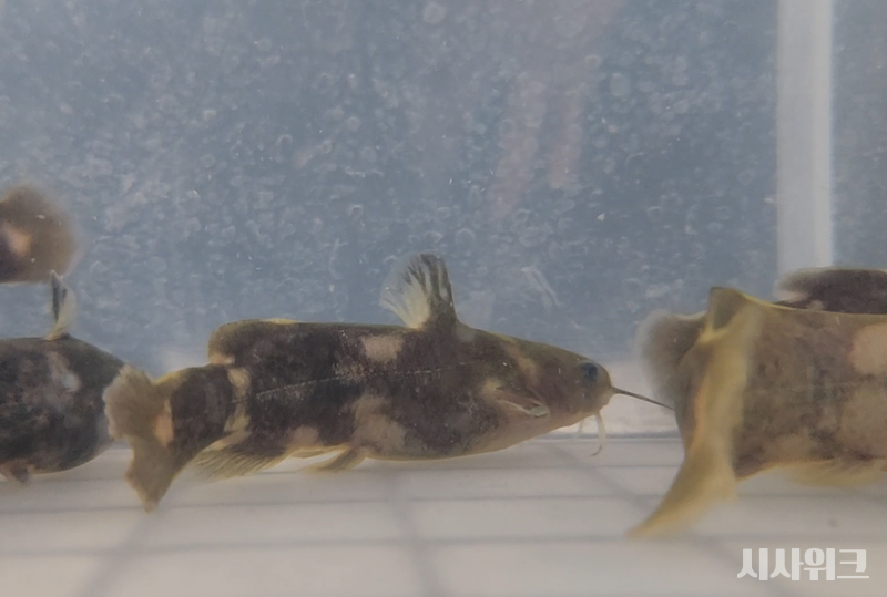 국립생태원 멸종위기종복원센터에서 사육되는 꼬치동자개의 모습./ 사진=박설민 기자