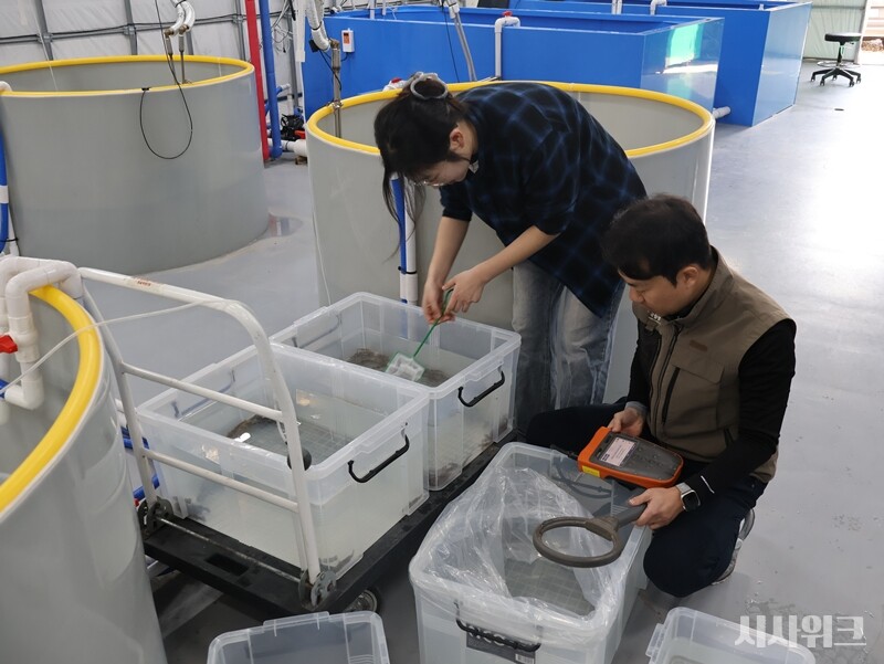 국립생태원 연구팀은 사전에 이미 각 개체별로 무선개체식별장치 이식을 완료한 상태였다. 강동원 선임연구원은 꼬치동자개 치어 한 마리 한 마리를 소중하게 잡아 칩을 인식시켰다./ 사진=박설민 기자