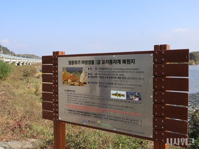 사라졌던 꼬치동자개의 개체수를 회복하는 것은 쉬운 일은 아니다. 우리 하천에서는 이미 ‘배스’, ‘블루길’과 같은 생태계 교란종이 꼬치동자개를 위협한다. 또한 일반인들은 꼬치동자개를 비롯한 멸종위기종과 민물고기를 구분하지 못하는 경우가 많다. 때문에 보호종임에도 낚시를 하거나 심지어 식자재로 활용되는 경우도 허다하다./ 사진=박설민 기자