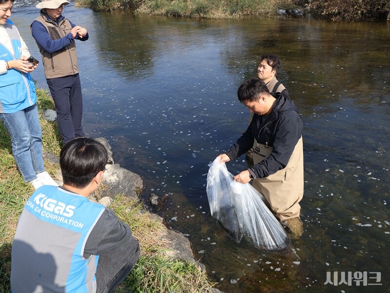 금호강 방류 지역에서 국립생태원 연구원들은 꼬치동자개를 그 상태로 강물 속에 넣고 약 20분의 시간을 기다렸다. 기존 사육환경 수온보다 방류지의 수온이 더 낮아 꼬치동자개들이 적응할 수 있도록 하기 위함이다./ 사진=박설민 기자