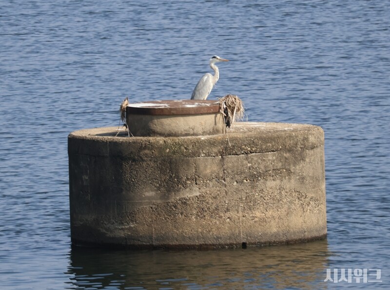 금호강에선 왜가리 등 물새들이 날아다니며 물고기 사냥에 열을 올리고 있었다. 주변에 하천공사 등 큰 위협요인이 없어 꼬치동자개가 살아가기엔 최적의 장소로 보였다./ 사진=박설민 기자