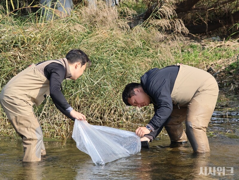 꼬치동자개를 자연에 방류하는 국립생태원 멸종위기종복원센터 연구원들./ 사진=박설민 기자