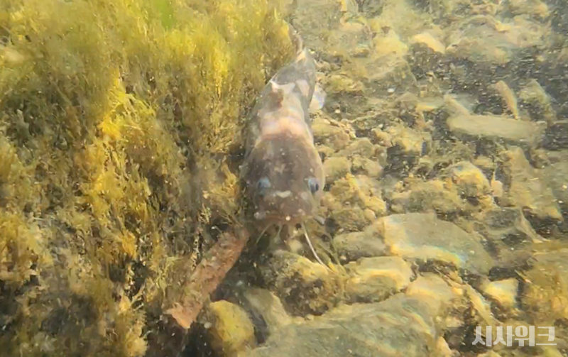 물 속에 방류된 후 수초 사이로 몸을 숨긴 꼬치동자개./ 사진=박설민 기자