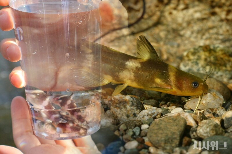 과학자들은 첨단기술사회와 생태계 조화되는 환경을 만들기 위한 연구를 밤낮 진행한다. 그 중심에는 ‘국립생태원 멸종위기종복원센터’들이 있다. ‘시사위크’ 취재팀은 국립생태원 연구팀의 멸종위기종인 ‘꼬치동자개’ 복원 연구 현장을 찾았다./ 사진=박설민 기자, 환경부, 편집=박설민 기자