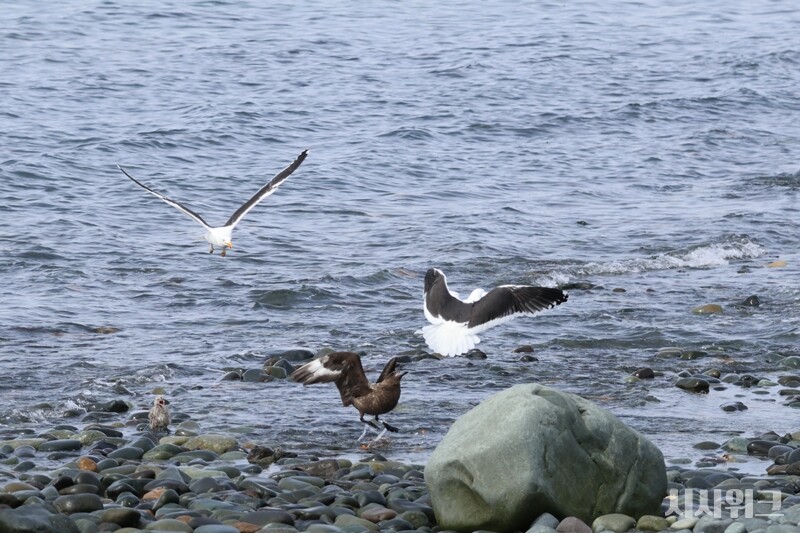 새끼를 지키기 위해 필사적으로 싸우는 남방큰재갈매기 부부. 하지만 훨씬 강력한 포식자인 스쿠아에 고전을 면치 못했다./ 사진=남극특별취재팀