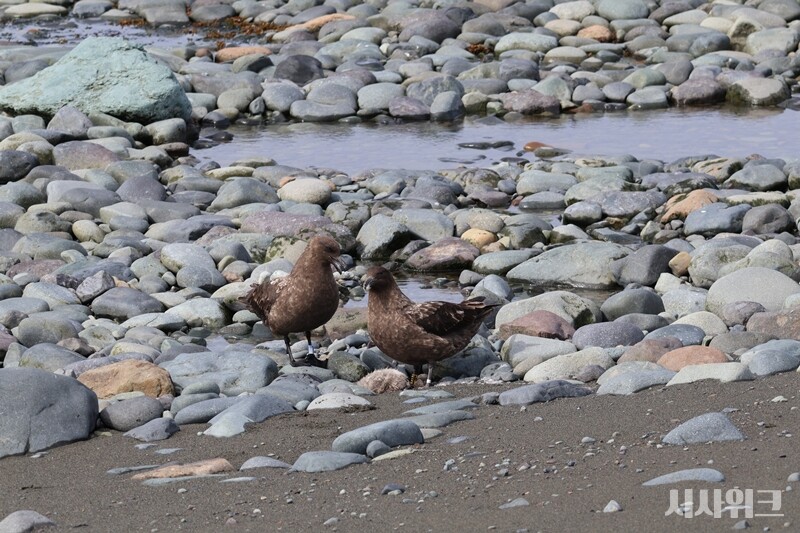 결국 희생당하고 만 새끼 남방큰재갈매기. 그러나 이 스쿠아 부부도 돌보는 새끼가 있기에 사냥을 할 수밖에 없었다./ 사진=남극특별취재팀 