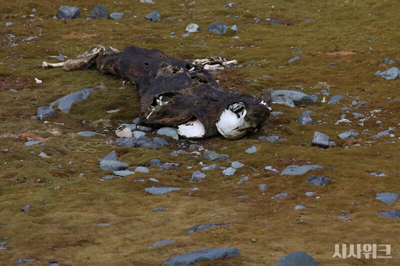 언제 죽었는지 알 수 없는 게잡이물범의 사체. 건조하고 곤충이 없는 남극 특성에 미라화됐다./ 사진=남극특별취재팀