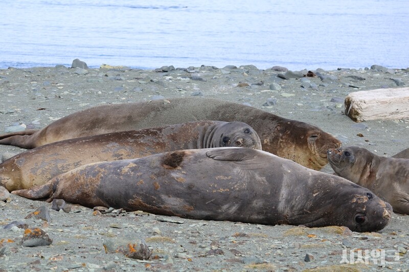 평균 3~4m에 이르는 거구인 코끼리해표들은 고래를 제외하면 가장 거대한 해양포유류다./ 사진=남극특별취재팀