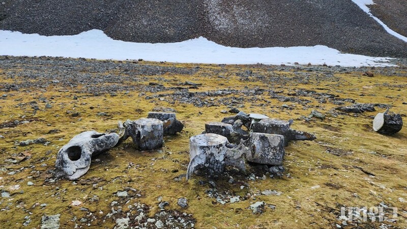 거대한 나무토막처럼 보이는 고래의 뼈들./ 사진=남극특별취재팀