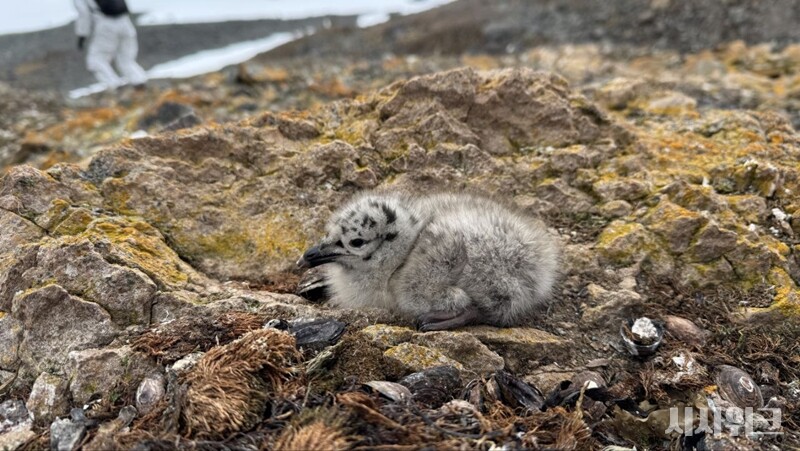 태어난 지 얼마 되지 않은 남방큰재갈매기의 새끼./ 사진=남극특별취재팀