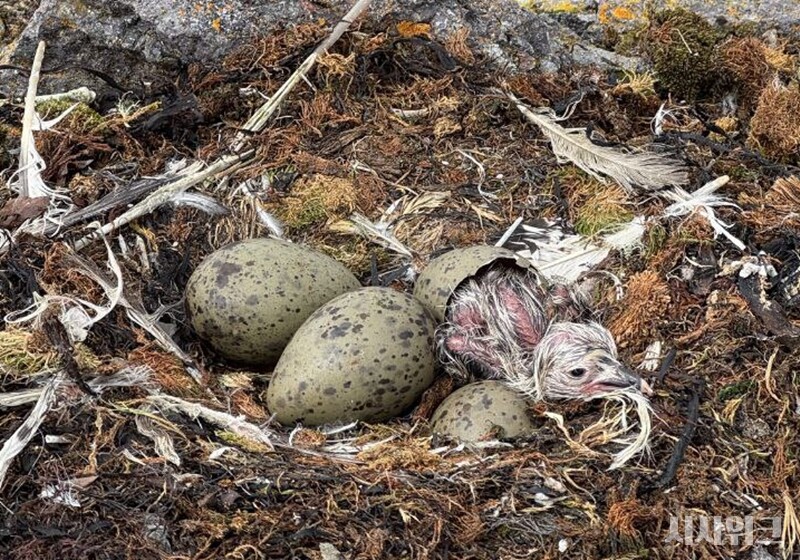 부화하는 남방큰재갈매기의 새끼./ 사진=남극특별취재팀