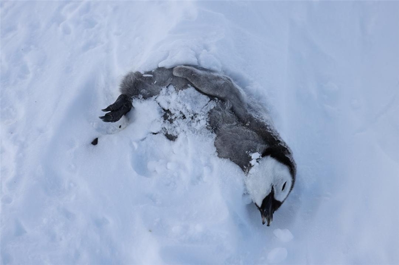 극지연구소(KOPRI)는 남극 로스해 쿨먼섬에서 황제펭귄 새끼 개체수가 전년 대비 약 70% 감소했다고 19일 밝혔다. 대형 빙산이 번식지 출입구를 막으면서 새끼에게 먹이 공급이 안 됐던 것이 주요 원인으로 지목된다./ 극지연구소