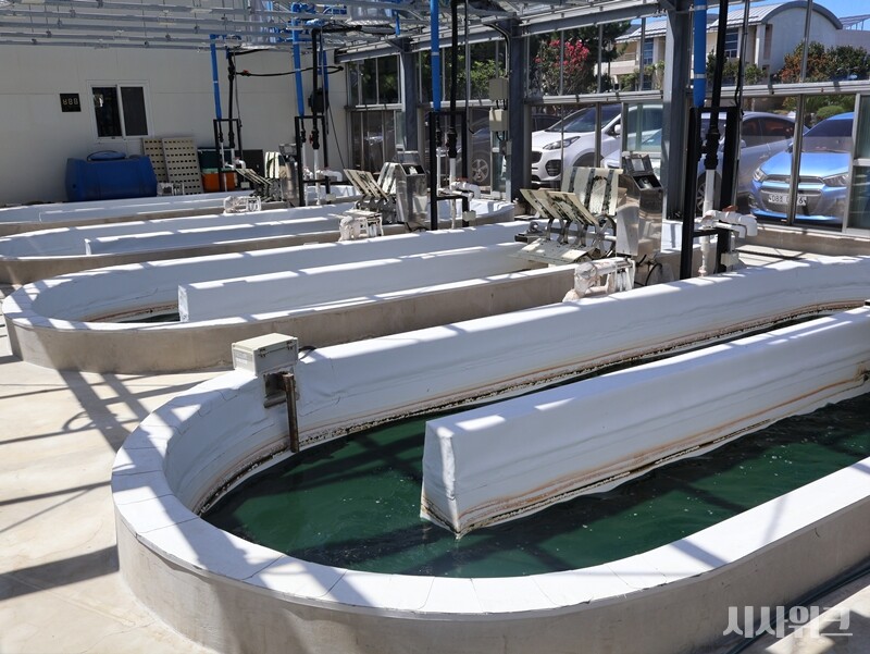 산업 흐름에 맞춰 과학계도 플랑크톤 기반의 신소재·신물질 개발 연구를 지속하고 있다. 국내 핵심 연구기관으로는 한국해양과학기술원(KIOST)를 꼽을 수 있다. 사진은 ‘KIOST 제주연구소’에서 식물성 플랑크톤 스피루리나를 배양하는 시설의 모습./ 사진=시사위크DB