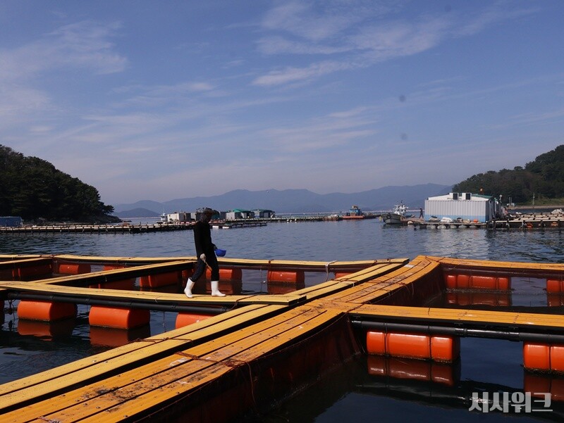 세계자연기금(WWF)는 ‘지속가능한 수산물 먹거리 보고서’를 발간했다고 12일 밝혔다. 이번 보고서는 이마트와 공동으로 발간했다. 기후변화로 심화되고 있는 수산물 공급망의 구조적 리스크를 진단하고 지속가능한 전환 방향 제시를 목표로한다. 사진은 거제 쥐치 해상 가두리 양식장./ 시사위크DB