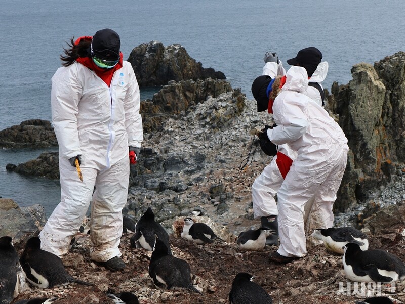 LG전자 연구팀과 극지연구소는 극지 연구자들의 피복 세탁과 관련된 연구도 진행한 것으로 확인됐다. 특히 ‘남극특별보호구역(ASPA) No. 171 나레브스키 포인트’, 일명 ‘펭귄마을’을 방문한 연구자들의 피복이 주요 실험 대상이었다./ 사진=남극특별취재팀