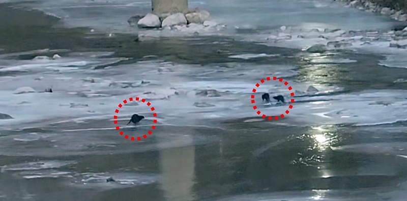 2026년 1월 9일 오전 7시 30분경 경상북도 봉화군 석포면 영풍 석포제련소 직원이 출근길에 제련소 앞 하천에서 수달 3마리를 발견해 촬영했다. / 영풍 석포제련소 