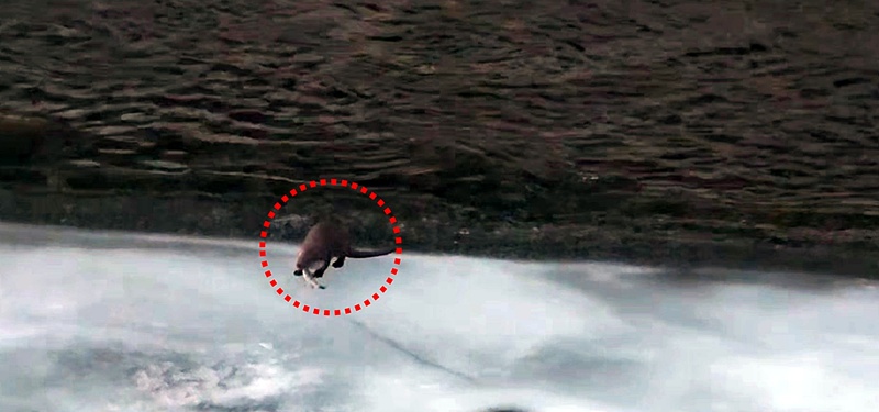 2026년 1월 9일 오전 7시 30분경 경상북도 봉화군 석포면 영풍 석포제련소 직원이 출근길에 제련소 앞 하천에서 수달이 먹이를 먹는 모습을 발견해 촬영했다. / 영풍 석포제련소 