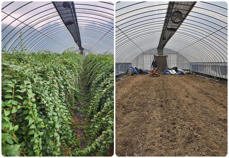 구기자를 새로 심기 위해 직접 캐내는 작업을 마쳤다. 다음번엔 굴삭기를 부를 생각이다. / 청양=박우주