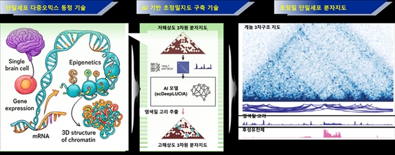 4일 KAIST에 따르면 정인경 생명과학과 교수팀은 세계 최초의 ‘초정밀 분자지도 해독 기술’을 개발했다. 이번 연구는 미국 듀크대학교 야루이 디아오 교수팀과 공동 진행했다./ KAIST