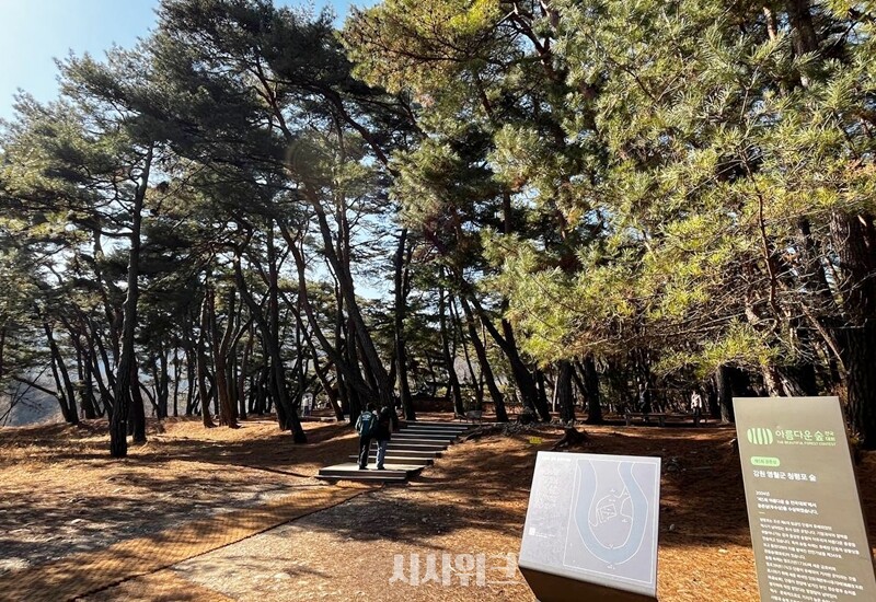 청령포의 울창한 숲은 관광객들을 압도한다. / 권정두 기자