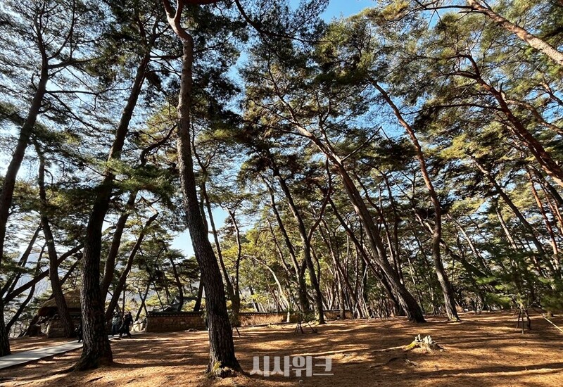 청령포는 산림청에서 주관한 ‘아름다운 숲 전국대회’에서 2004년 ‘천년의 숲’ 부문을 수상한 곳이기도 하다. / 권정두 기자