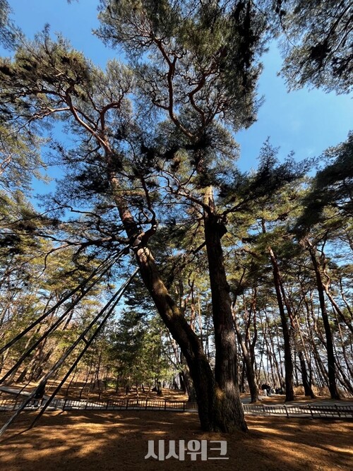 단종이 걸터앉아 시간을 보냈다고 전해지는 관음송. 주변에 숲을 이루고 있는 나무들에 비해 압도적으로 큰 위용을 자랑한다. / 권정두 기자