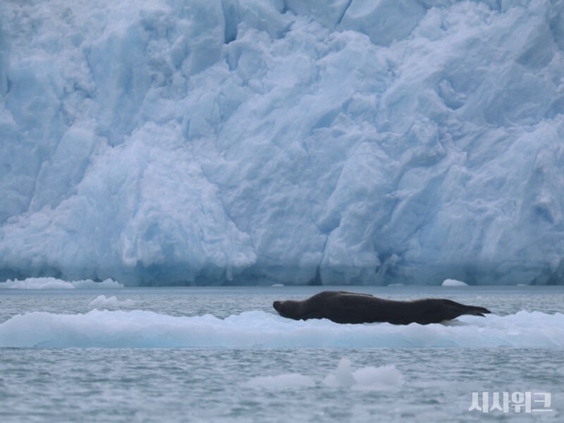 남극 킹조지섬 콜린스 빙하 인근의 유빙 위에서 낮잠을 자는 얼룩무늬물범의 모습./ 사진=남극특별취재팀