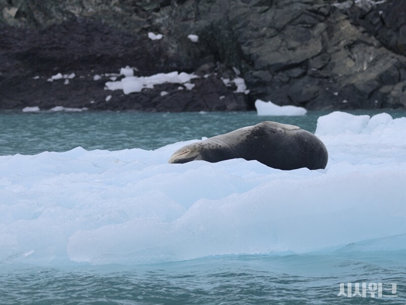 얼룩무늬물범이 평온하게 낮잠을 자고 있지만 깨어날 경우 위험할 수 있어 신중한 접근이 필요했다./ 사진=남극특별취재팀