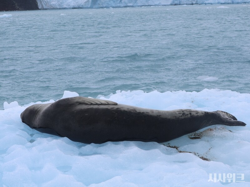 얼룩무늬물범의 전신 모습. 길쭉한 형체가 마치 뱀과 같았다./ 사진=남극특별취재팀