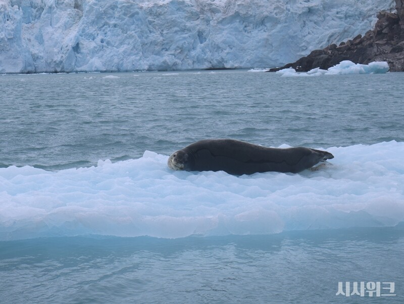 취재팀과 물범의 눈이 마주친 순간. 쉭쉭거리는 소리를 내 살짝 무서운 느낌도 있었지만 이내 다시 잠들었다./ 사진=남극특별취재팀