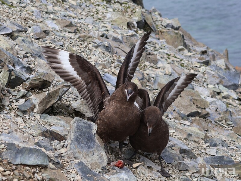취재팀이 만난 갈색도둑갈매기들은 부부가 함께 사냥을 했다. 성체 펭귄을 암컷이 쪼아 공격하면 수컷이 새끼를 낚아채는 방식이다./ 사진=남극특별취재팀