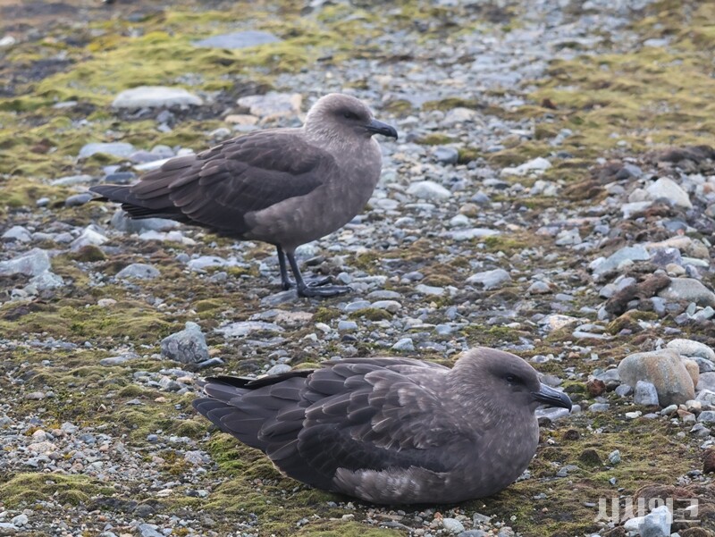 남극세종과학기지 인근 세종곶에서 휴식을 취하고 있는 갈색도둑갈매기 부부의 모습./ 사진=남극특별취재팀