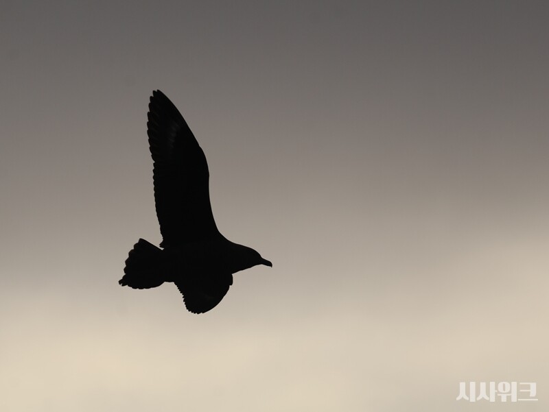 남극의 일몰에서 날고 있는 갈색도둑갈매기의 모습./ 사진=남극특별취재팀