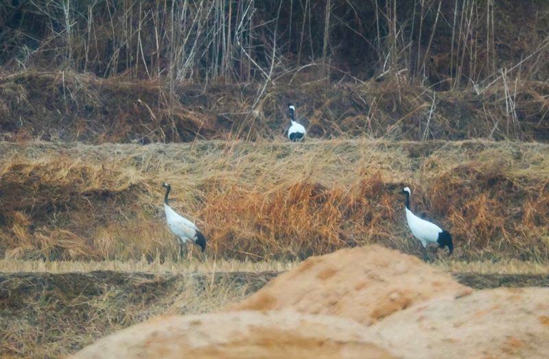 3월 5일, 강원도 철원 민간인통제구역(DMZ) 인근에서 포착한 두루미 가족의 모습. 겁이 많은 성격이라 가까이 접근하는 것은 불가능했다. / 사진=시사위크 취재팀