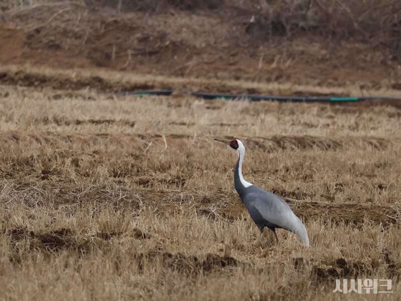 두루미와 함께 국내서 월동을 하는 대표적인 두루미종인 재두루미의 모습. / 사진=시사위크 취재팀