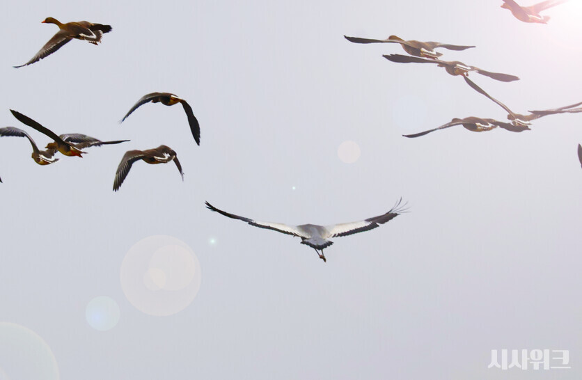 군계일학(群鷄一鶴)이라는 말처럼 두루미는 예로부터 특별한 존재로 여겨졌다. 지금 철원 평야에서는 농민들과 공존하며 겨울을 보내고 있다. / 사진=시사위크 취재팀