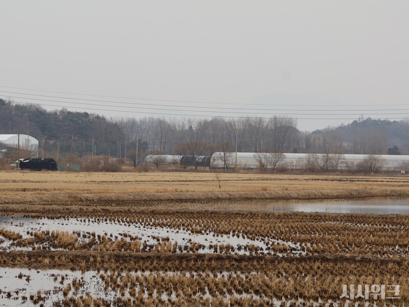 수확이 끝난 논에 남은 낙곡과 습지 환경은 두루미의 주요 먹이터가 된다. 철원 평야의 논과 습지에 두루미가 모이는 이유다. / 사진=시사위크 취재팀