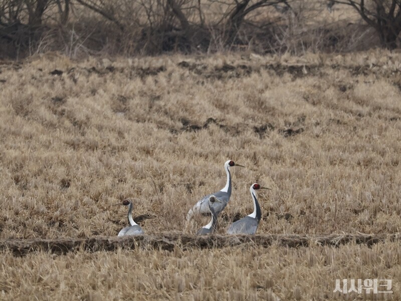 두루미 보호를 위해 일부 농민들은 수확 후 볏짚을 남기거나 겨울철 논에 물을 채워 서식 환경을 유지한다. 그러나 이는 추가 노동과 비용 부담으로 이어진다. / 사진=시사위크 취재팀