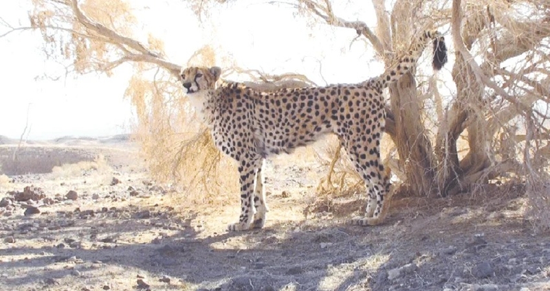 현재 이란 동부의 다슈테 카비르 주변 사막 지역에서만 서식하는 ‘아시아치타(Acinonyx jubatus venaticus)’는 현재 50여마리밖에 야생에 남지 않은 것으로 알려졌다. 멸종위기종등급은 ‘위급(CR, Critically Endangered)’이다. 이는 야생에서 절멸당하기 바로 전 단계로 가장 위험한 상태를 의미한다./ Kavir National Park