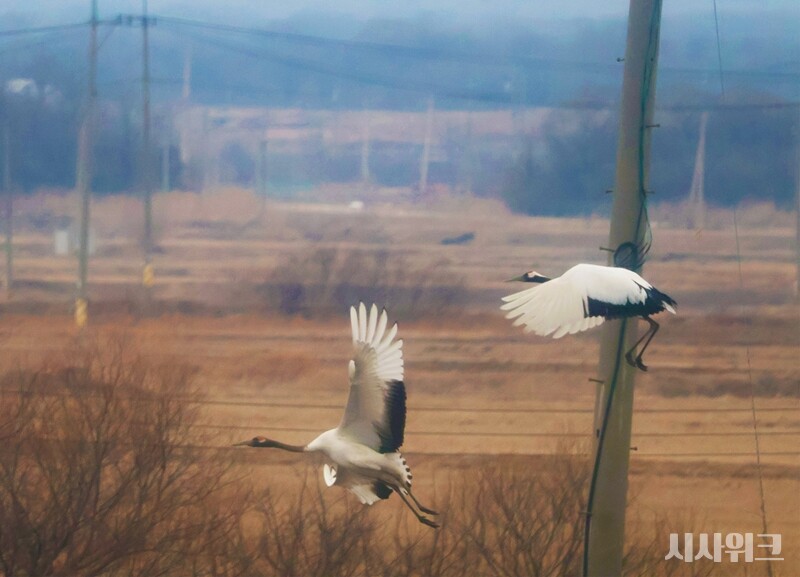 강원도 철원군에선 매년 두루미를 보기 위한 ‘탐조 관광’이 이뤄진다. 전국 각지에서 방문한 ‘새 매니아’들은 전기차를 타고 ‘민간인통제구역(DMZ)’를 방문, 두루미들을 관찰한다./ 사진=시사위크DB