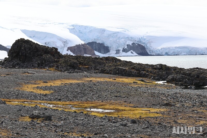 광활한 해표마을의 모습. 멀리 빙하의 하얀 모습과 회색빛 자갈, 누런 이끼의 색상이 대조적이다./ 사진=남극특별취재팀