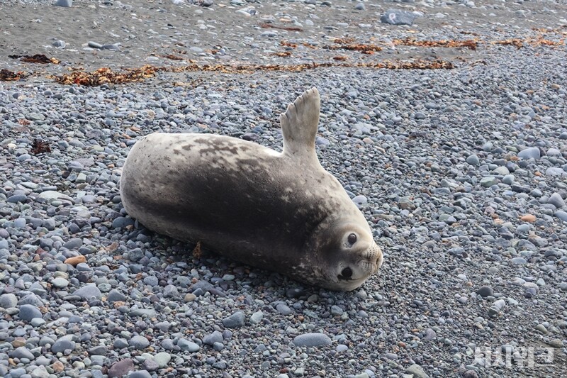 해표마을 입구에서 마주친 웨델물범의 모습./ 사진=남극특별취재팀