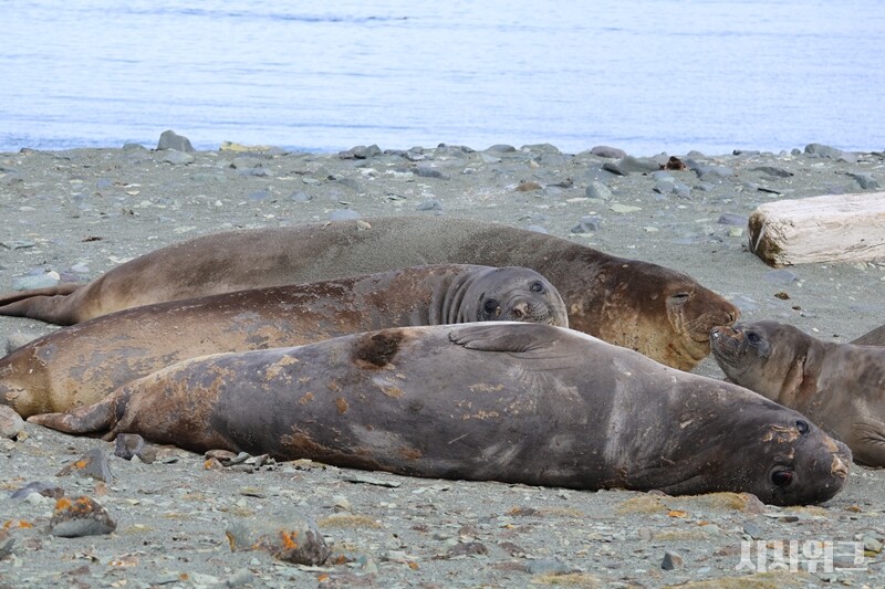 해표마을의 왕인 코끼리물범의 모습./ 사진=남극특별취재팀