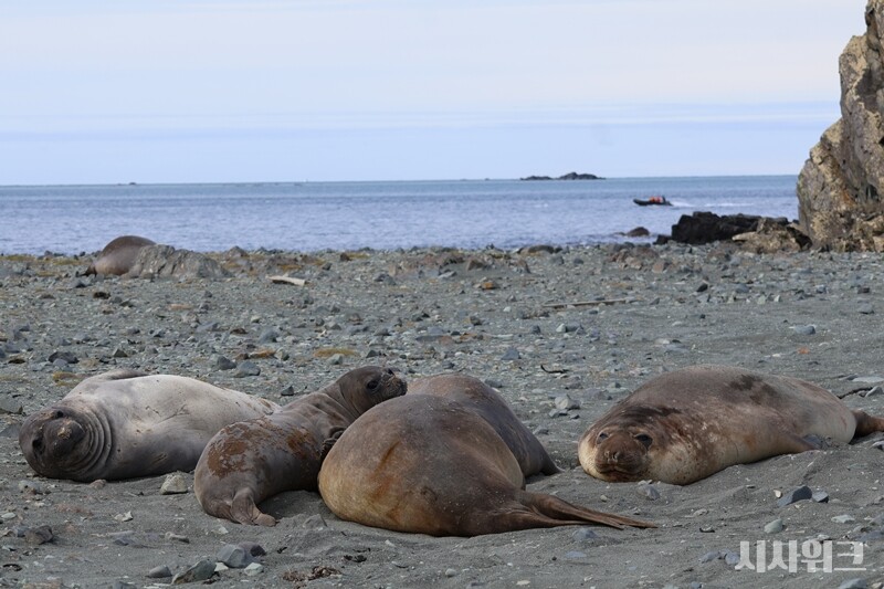 한가롭게 잠을 자는 코끼리물범 가족의 모습./ 사진=남극특별취재팀
