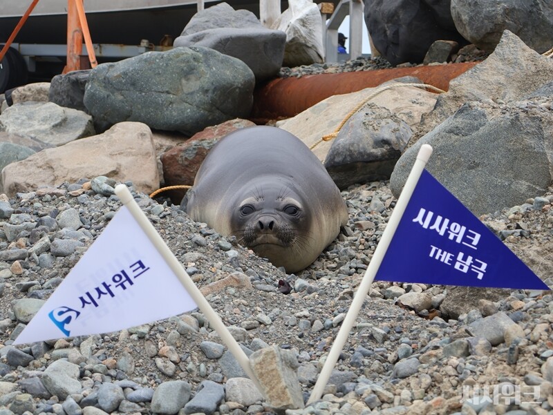 세종기지 부둣가를 찾아온 새끼 코끼리물범./ 사진=남극특별취재팀