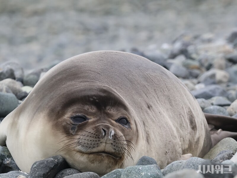 귀여운 새끼 코끼리물범의 모습. 싸늘한 날씨에 코에 김(결로)이 서렸다./ 사진=남극특별취재팀