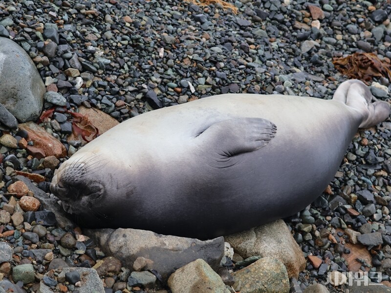 잠시 기자에게 흥미를 보이다 다시 잠을 자기 시작한 코끼리물범./ 사진=남극특별취재팀